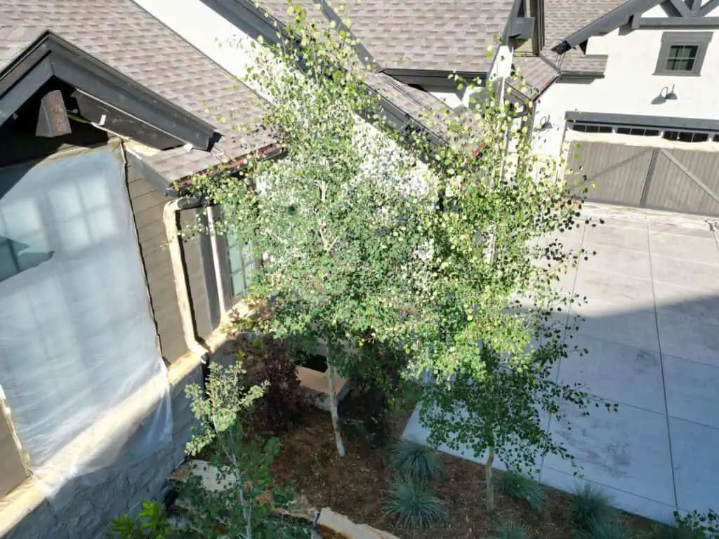 Two slender aspen trees with green leaves stand in a landscaped bed next to a house under construction, with tarp and plastic covering parts of the building and a large driveway visible nearby.